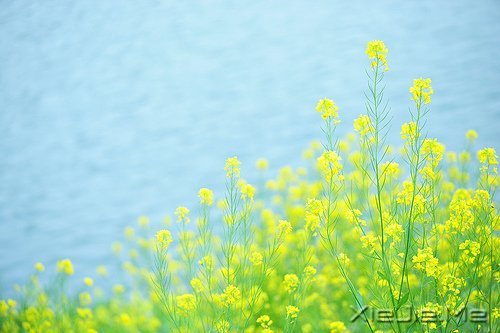 成熟,不是看破,而是看淡 (9)