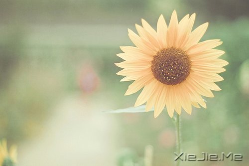 早安心语:不要辜负了美好的晨光 (10)