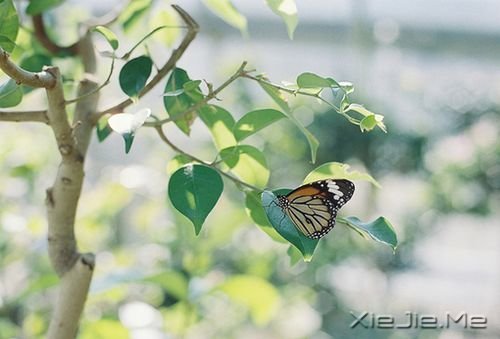 晚安心语:最美好的总会在不经意间出现 (7)